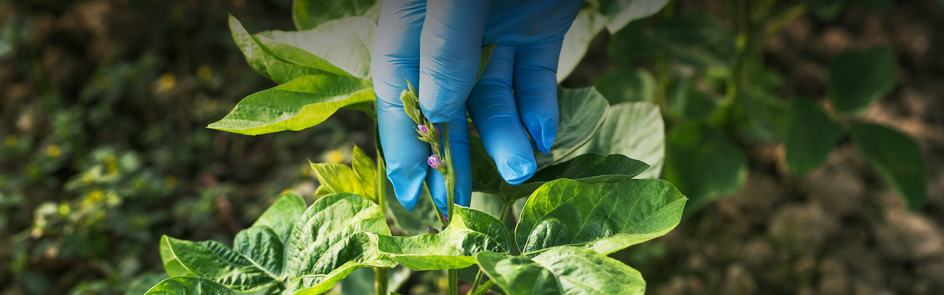 Agri Services