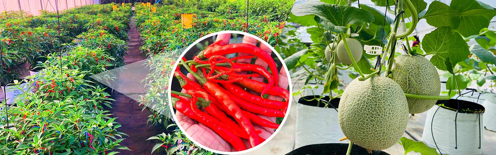 DIMO Agritech Introduces New Solutions to Mitigate Impact of Climate Change on Crops with Advisory Service