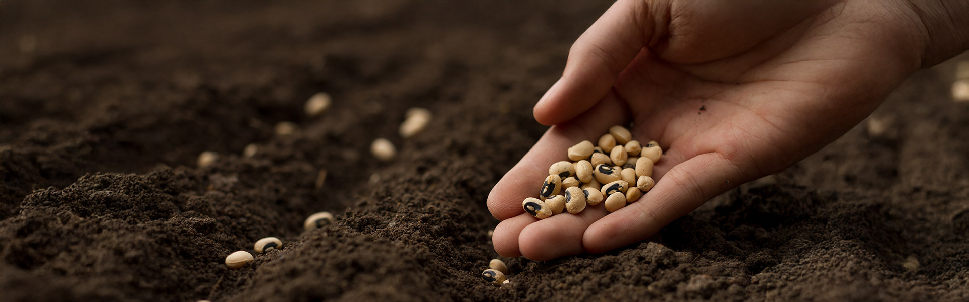 Seeds