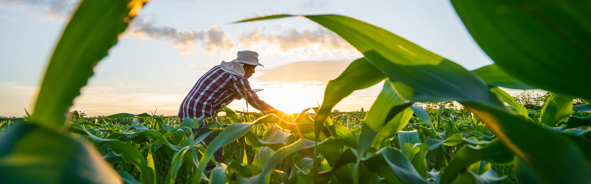 Farming