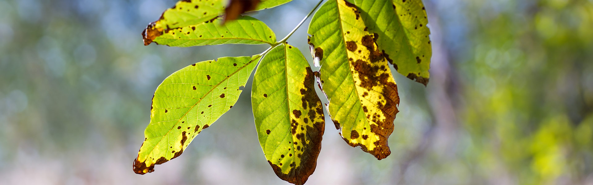 Fungicides