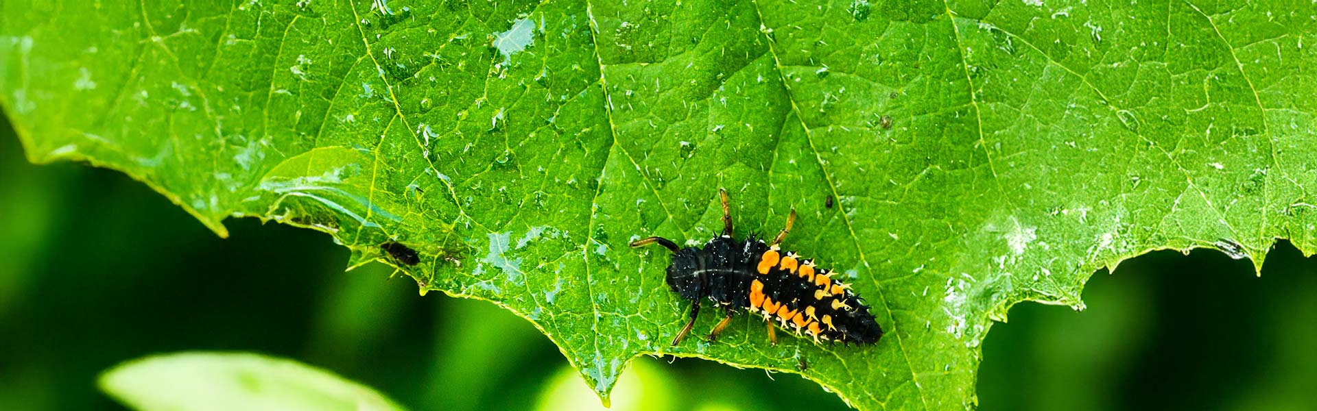 Insecticides