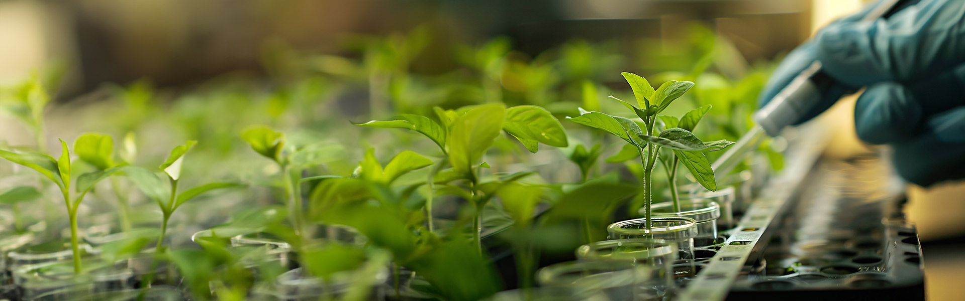 Plant Growth Regulators