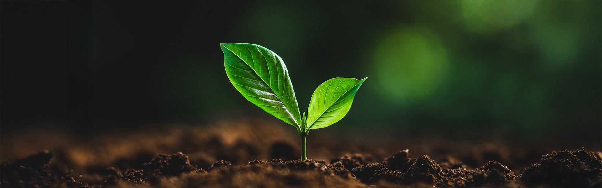 Plant Immunity Booster