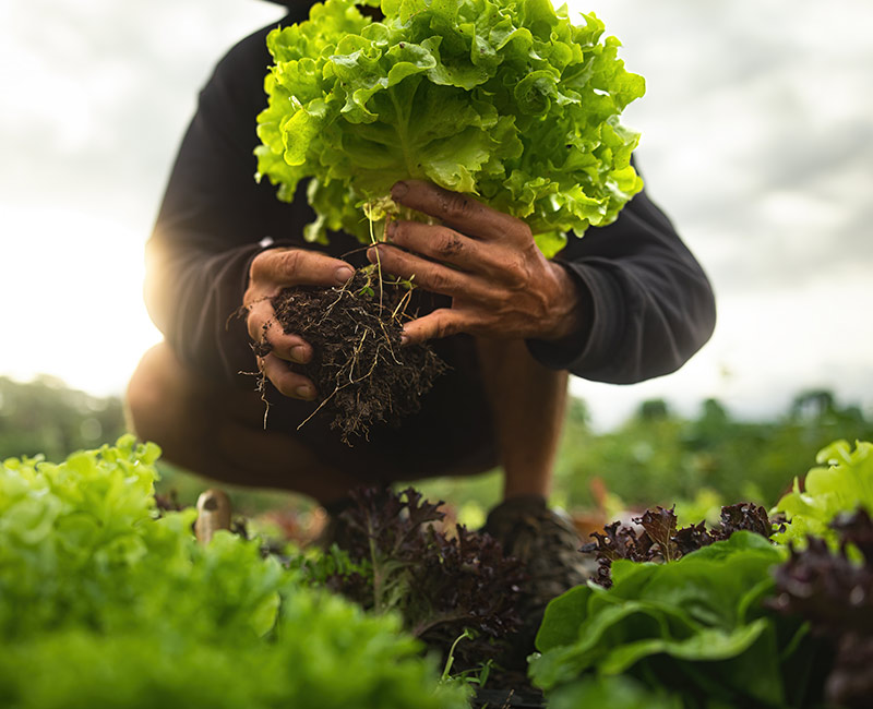Sustainable Agriculture