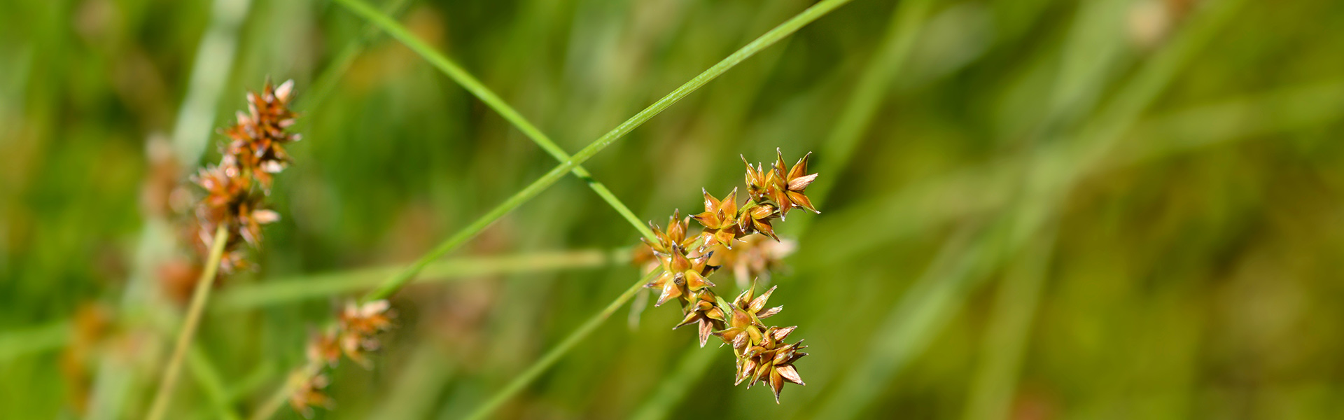Weedicides
