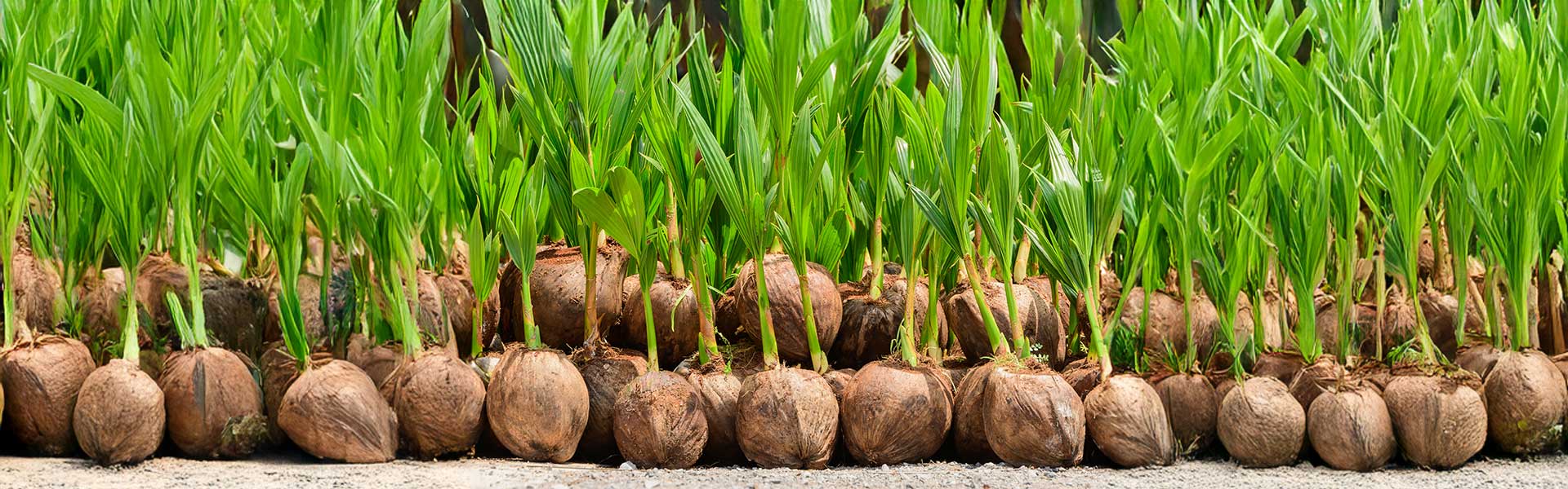 Coconut Plants