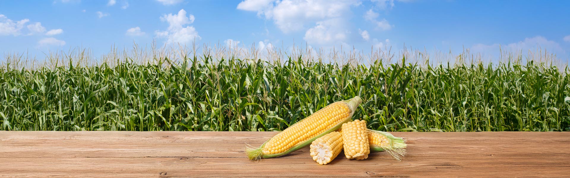 Maize Seeds