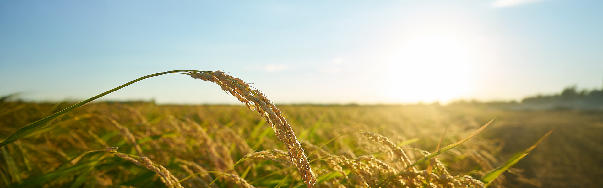 Seed Paddy